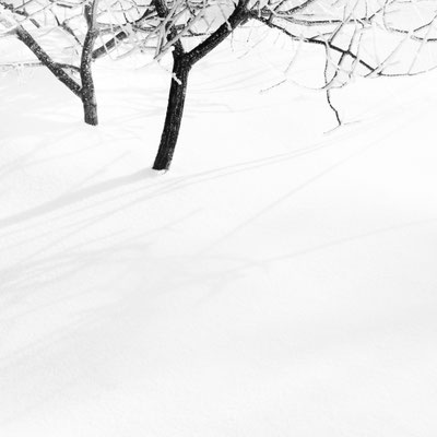 Hautes Fagnes B&W 5