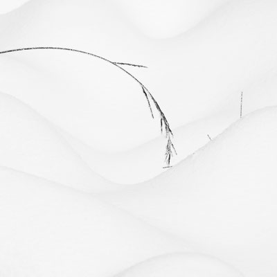 Hautes Fagnes B&W 1