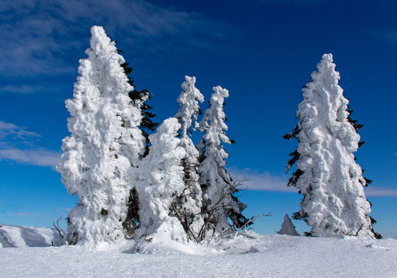 Dezember - Reif auf dem Lusen, Bayerischer Wald