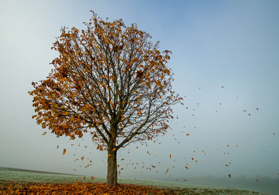 November - Kastanie im Herbst auf dem Hausener Buckel, Oggelsbeuren