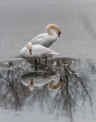 "Spieglein, Spieglein, ...?" von Waltraud Wiget (04.2023)