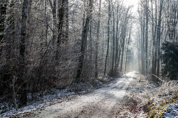 "Winterwald" von Helmut Holzer (01.2025)