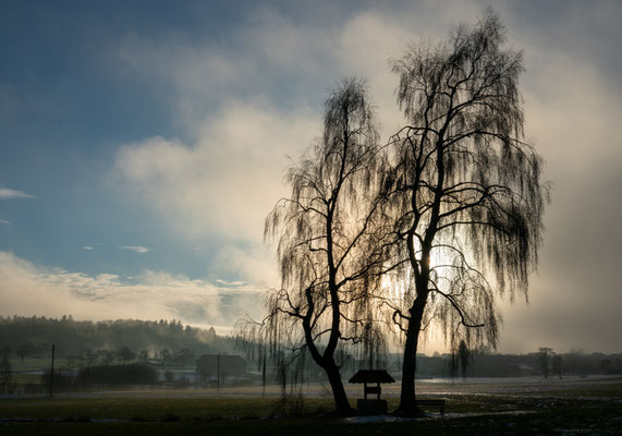 Oktober - Trauerbirken im Nebel bei Dächingen, Ehinger Alb