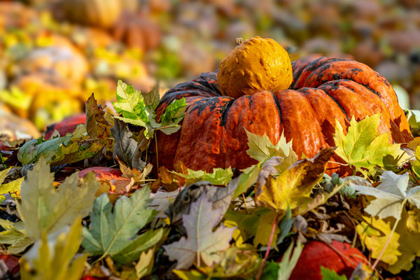 "Herbstzeit" von Ralf Flinspach (11.2023)