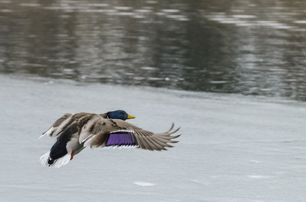 "Abflug" von Nikolaus Fuchs