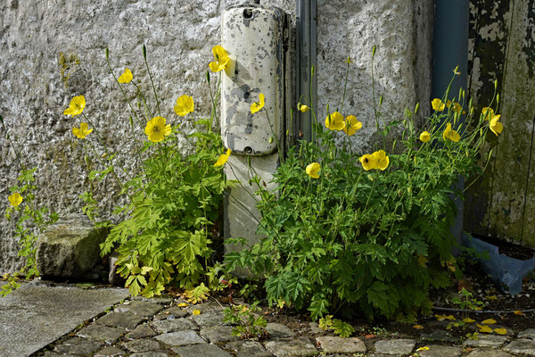 "urbaner Islandmohn" von Ralf Flinspach (10.2023)