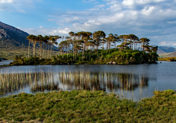 Juni - Pine Island, Connemara, Irland