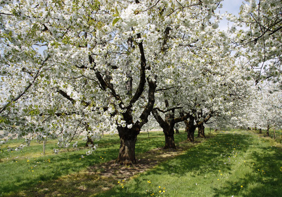 April - Obstblüte bei Meckenbeuren
