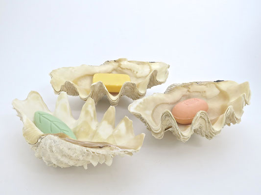 muschel shell Sommer summer nature tridacna nature riesenmuschel  mördermuschel badezimmer bathroom nature sealife ocean