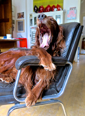 trendsetter irish setter redsetter huntingdog doglover lazy lässig cool sophisticated workingdog midcentury interior sessel weekend