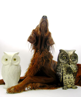 irish setter trendsetter hunting dog owls interior designer design classics sophisticated nature animals glamorous hollywood