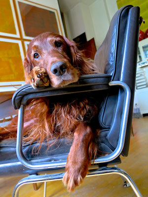 trendsetter irish setter redsetter huntingdog doglover lazy lässig cool sophisticated workingdog midcentury interior sessel weekend