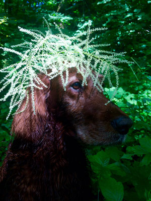 waldgeist irishsetter hunting dog jagdhund geißbart aruncis dioicus camouflage urbanjungle stadthunf isarauen englischer garten