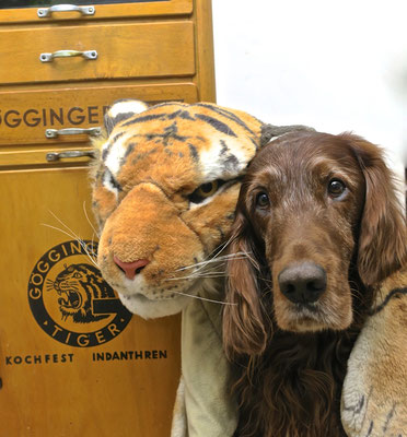 tiger Verkleidung Fasching trendsetter wildlife schubladenschrank göggingertiger loft style irishsetter irischersetter irishred