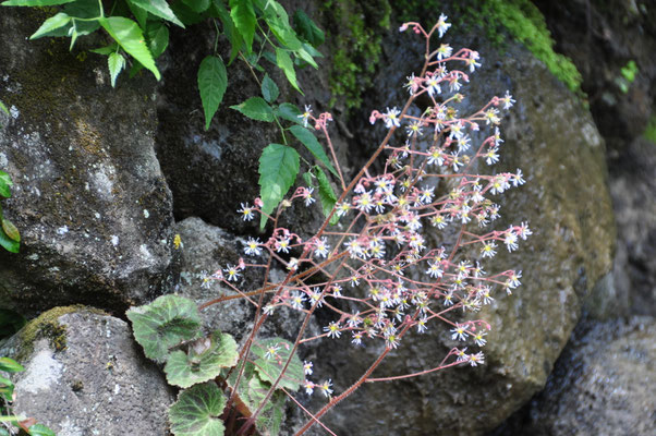 筑波山のみに生育する固有種の ホシザキユキノシタ と初ご対面 てっぺん珈琲 自家焙煎珈琲 月と六ペンス 筑波山のみに生育する固有種の ホシザキユキノシタ と初ご対面 てっぺん珈琲 自家焙煎珈琲 月と六ペンス