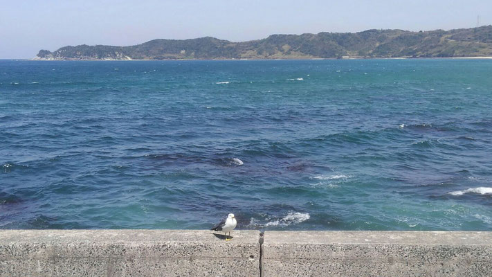 日本海とウミネコ♪