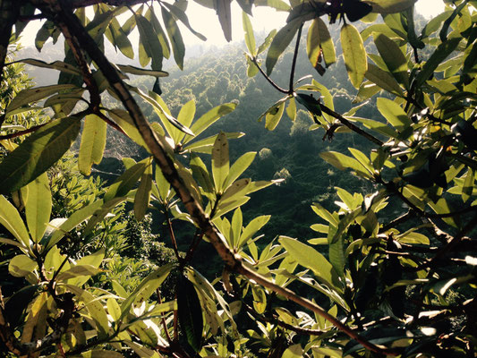 Rhododendron Forest - Himalaya