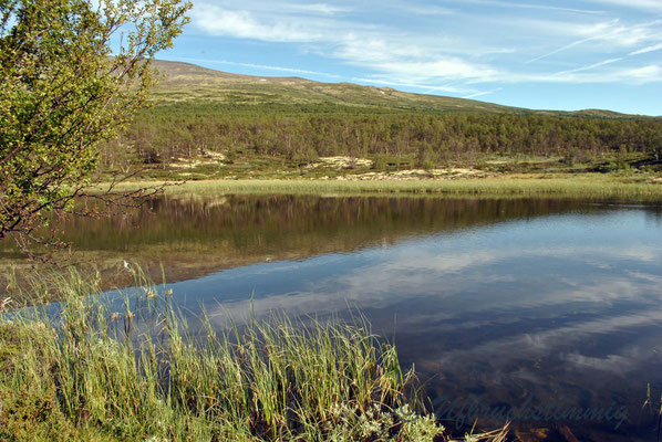 Dovrefjell nasjonalpark