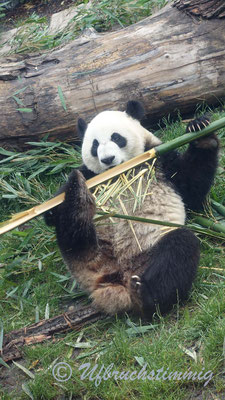Die Pandabären