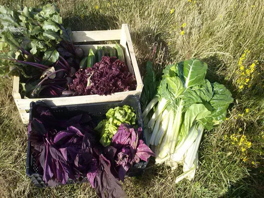 Un beau panier de légumes (blette, courgette, betterave, salade lollo rossa, amarante)