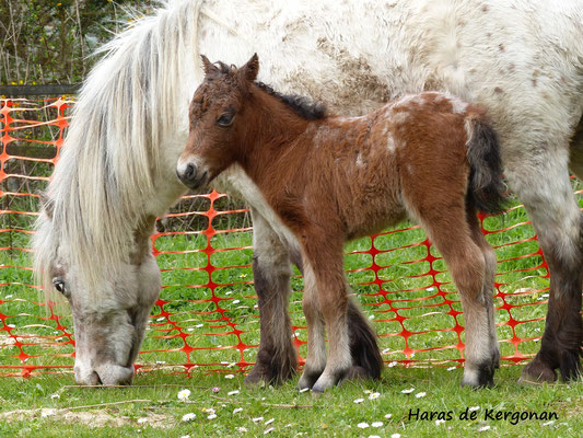 Gemme Degas Kergonan - 04/04/2016