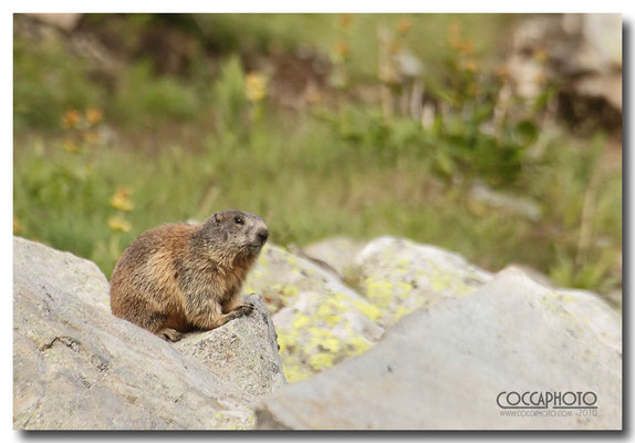 Marmotta, Passo Maniva