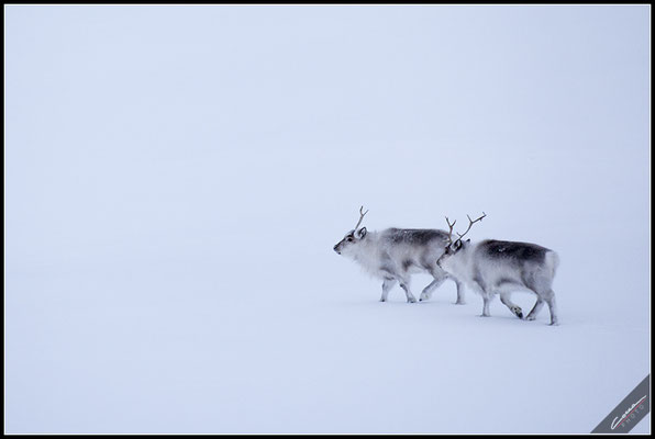 Renne - Svalbard Island