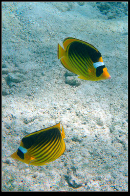 Marsa Alam, Egitto 2017
