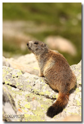 Marmotta, Passo Maniva