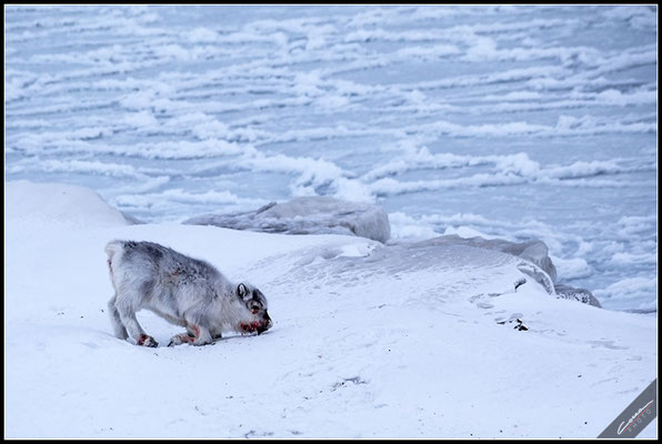 Renna - Svalbard Island
