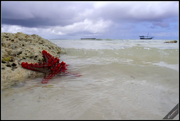 Zanzibar 2019