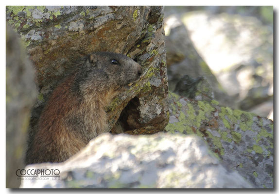 Marmotta, Passo Maniva