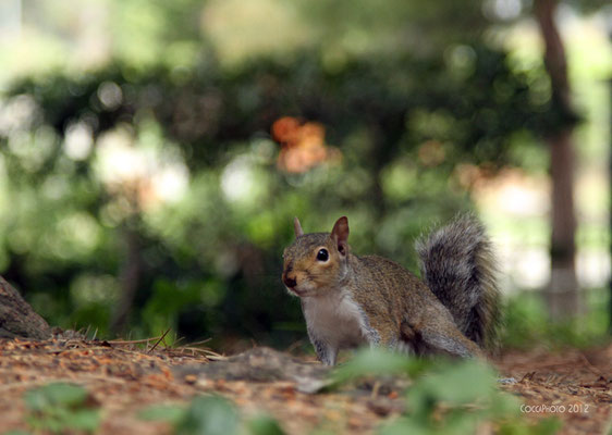 Scoiattolo, Parco di Nervi