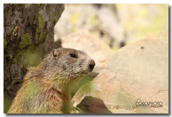 Marmotta, Passo Maniva