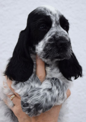 Snoopy´s Queen of Souls "Lotte"
