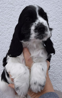 Snoopy´s Quicksilver "Pablo"