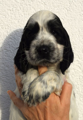Rüde schwarz