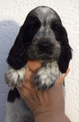 Rüde dunkelblau