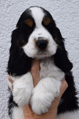 Snoopy´s Queen of Hearts "Nala"