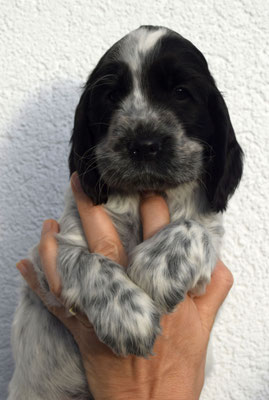 Hündin lila