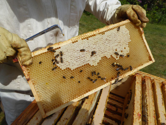 Honigwabe und Bienen beim Ausfressen