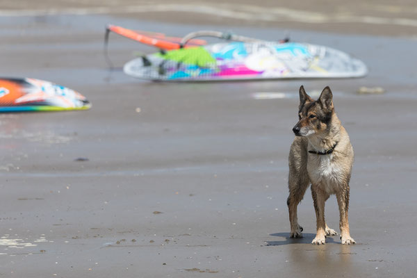 Wijk aan Zee surfing 6 Bft