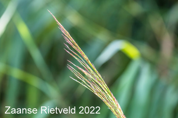 Zaanse Rietveld 07 aug 2022