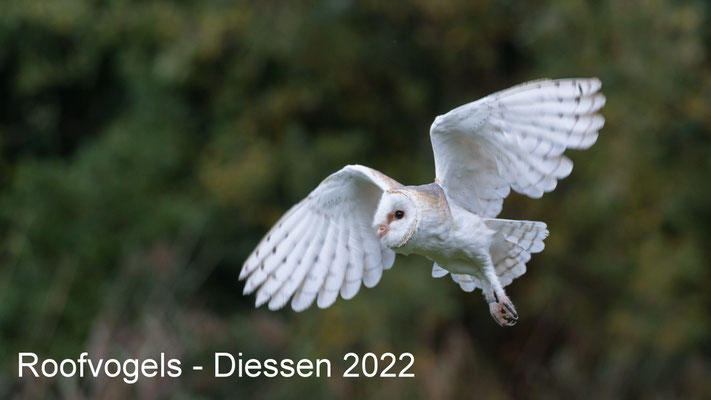 Roofvogels Diessen 21 okt 2022
