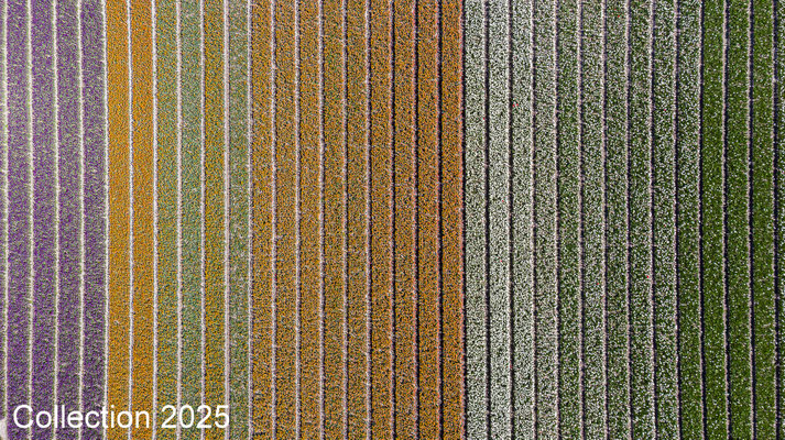 Collection 2025
