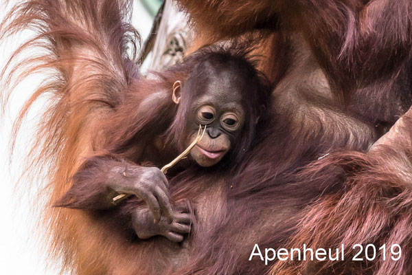 Apenheul - Apeldoorn - 25 May 2019