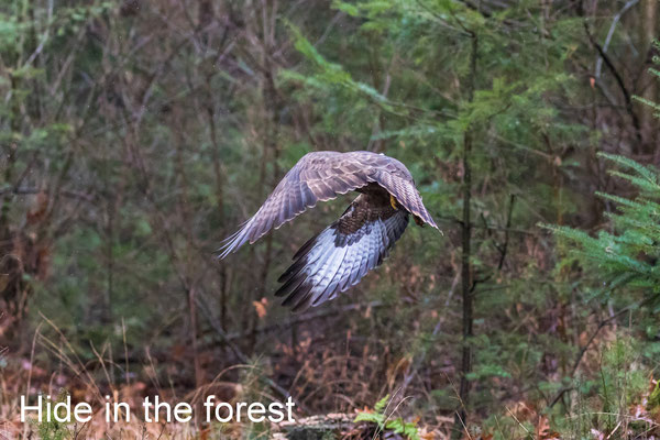 Hide in the forest - Nistelrode 27 Jan 2019