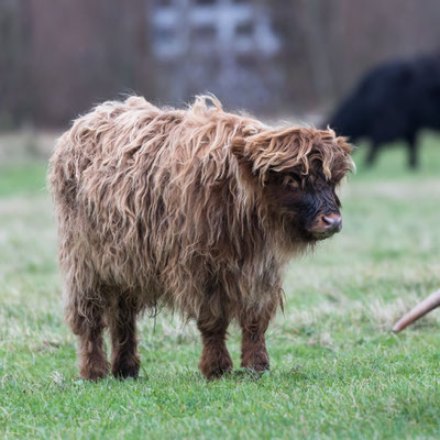 Lentevreugd Wassenaar