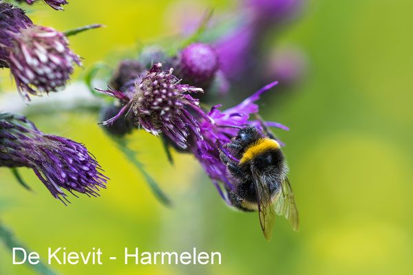 De Kievit - Harmelen 02 June 2019