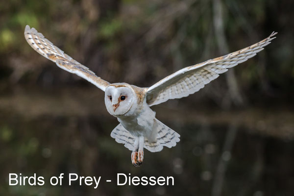 Workshop roofvogelfotografie - Diessen - 23 March 2019